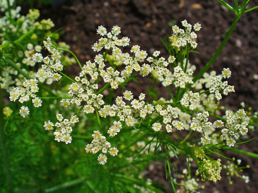 Close-up of blooming caraway (Carum carvi) flowers with delicate white umbels and fine feathery green leaves, growing in dark, fertile soil.