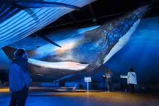 A snapshot of the scale of the models at Whales of Iceland
