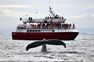 Tour boat Hafsulan with passengers observing a humpback whale tail in Faxafloi Bay, Iceland