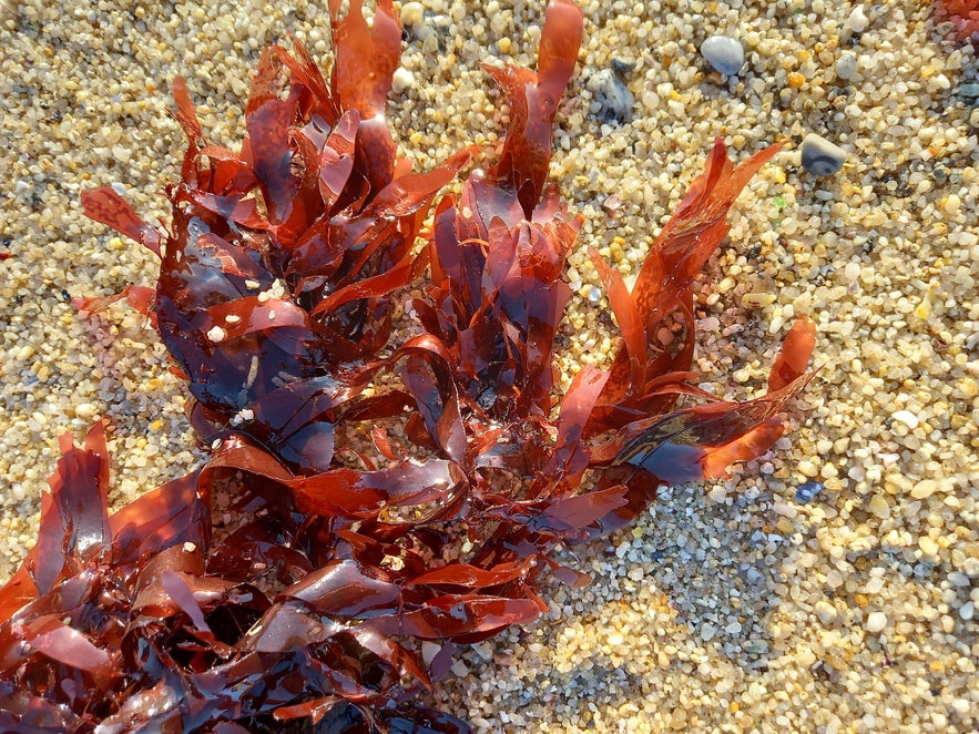 Close-up of Palmaria palmata (dulse), a red seaweed with glossy, ruffled fronds, washed ashore on a coarse sandy beach.