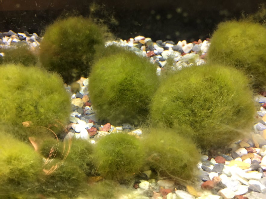 Close-up of Marimo moss balls (Aegagropila linnaei) in an aquarium, resting on colorful gravel substrate.